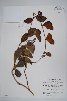 爬森藤藏品圖，第1張