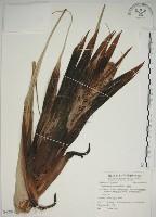 露兜樹、林投藏品圖，第1張