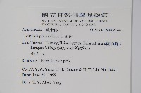 爵床藏品圖，第2張