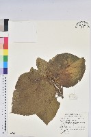 紅頭鐵莧、蘭嶼鐵莧藏品圖，第1張