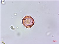 紅頭鐵莧、蘭嶼鐵莧藏品圖，第3張