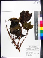 三脈紫麻藏品圖，第1張