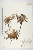 細葉假黃鵪菜藏品圖，第1張