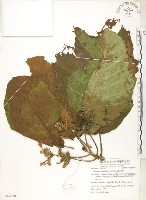 葛塔德木、欖仁舅藏品圖，第1張