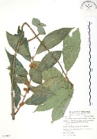 對葉榕藏品圖，第1張