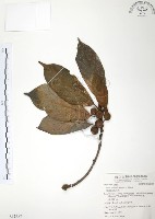 豬母乳、水同木藏品圖，第1張