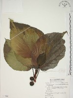 蘭嶼落葉榕藏品圖，第1張