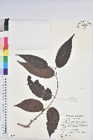 披針葉饅頭果藏品圖，第1張