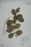 蘭嶼絡石藏品圖，第1張