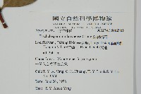 蘭嶼絡石藏品圖，第2張