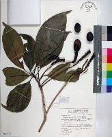 腰果楠藏品圖，第1張