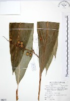 山月桃藏品圖，第1張