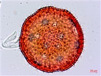 縮葉黃細心藏品圖，第2張