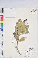 蘭嶼土沉香藏品圖，第1張