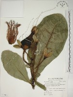 棋盤腳樹藏品圖，第1張