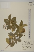 交趾衛矛藏品圖，第4張