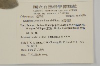 交趾衛矛藏品圖，第5張