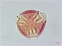 交趾衛矛藏品圖，第2張