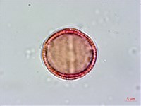 交趾衛矛藏品圖，第3張