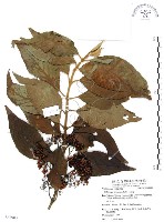 杜虹花，台灣紫珠藏品圖，第1張