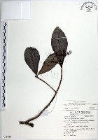 樹杞藏品圖，第1張