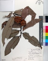 毛柿藏品圖，第1張