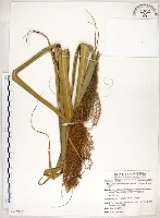 五節芒藏品圖，第1張