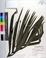 蘭嶼山檳榔、山檳榔藏品圖，第1張