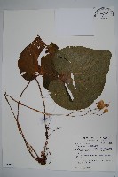 蘭嶼秋海棠藏品圖，第4張