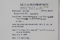 蘭嶼秋海棠藏品圖，第5張