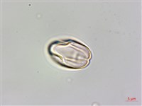 蘭嶼秋海棠藏品圖，第2張