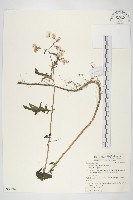 飛機草藏品圖，第1張