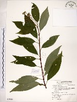 華八仙藏品圖，第1張