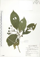 錫蘭玉心花藏品圖，第1張