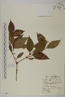 草珊瑚、紅果金粟蘭藏品圖，第1張