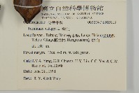 欖仁藏品圖，第2張