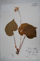 蘭嶼秋海棠藏品圖，第1張