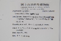 蘭嶼秋海棠藏品圖，第2張