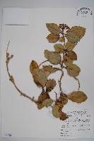 毬蘭藏品圖，第1張