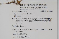 假川牛膝藏品圖，第2張
