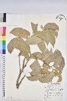 鐵色藏品圖，第1張