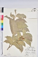 鐵色藏品圖，第1張