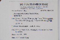 多子漿果莧藏品圖，第2張