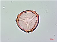 長果月橘藏品圖，第3張