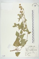 紫花霍香薊藏品圖，第1張