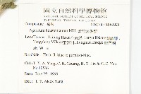 紫花霍香薊藏品圖，第2張