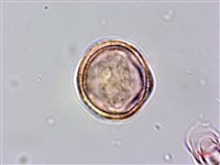 牡蒿藏品圖，第2張