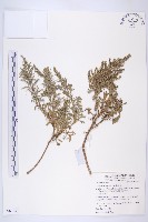 牡蒿藏品圖，第1張