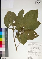 臭娘子藏品圖，第1張