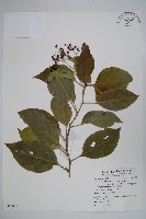 蘭嶼厚殼樹藏品圖，第1張